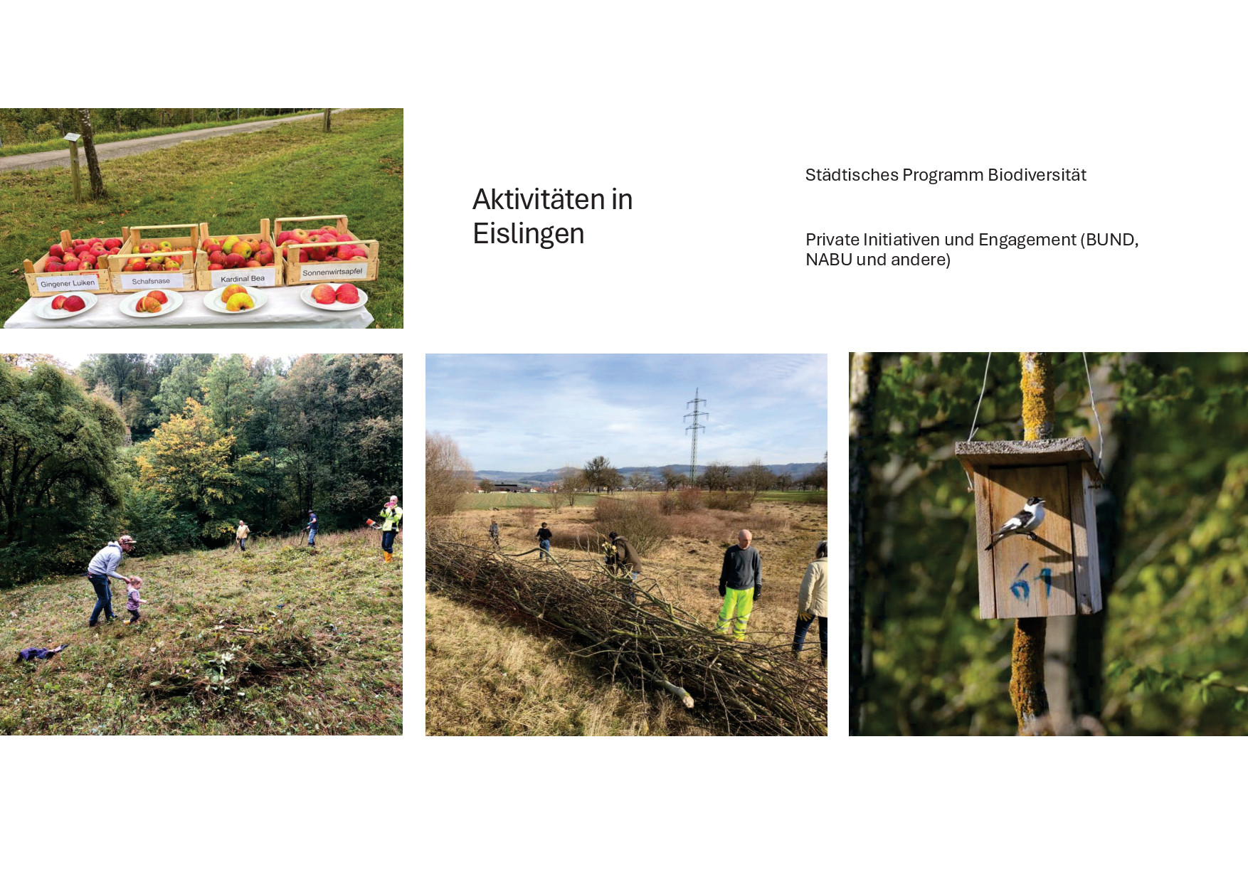 Bilder der verschiedenen…Aktivitäten in Eisligen